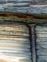 the profile of a rosty nail in wood