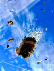 an iced peace of moss in front of a loveley blue sky