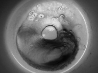 a coffee ground that looks like a toad, black-and-white