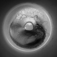 a coffee ground that looks like a toad, black-and-white