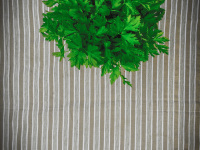 a loveley green bunch of parsley is standning on a light brown striped tablecloth