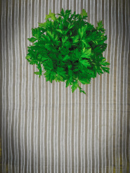 a loveley green bunch of parsley is standning on a light brown striped tablecloth