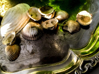 white shells are laying on a silver plate by green light