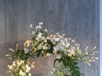 a round green jasmine bush with white blossoms in front of grey wooden wall
