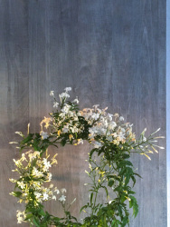 a round green jasmine bush with white blossoms in front of grey wooden wall