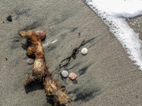 flotsam, jetsam and sea foam on a sandy beach