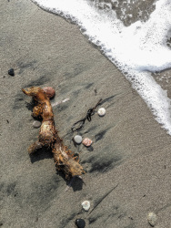 flotsam, jetsam and sea foam on a sandy beach
