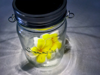 a shining solar lantern is filled with blossoms of frangipani