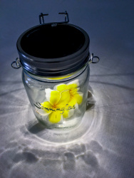 a shining solar lantern is filled with blossoms of frangipani