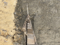 at a wall in nuances of brown, beige and grey is hanging a woven carpet in the same colors