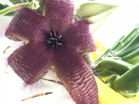 the stinking red blossom of a large-flowered carrion flower