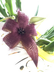 the stinking red blossom of a large-flowered carrion flower