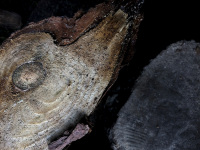 a peace of a wood rind looks like the head of a dog