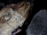 a peace of a wood rind looks like the head of a dog