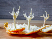 mandarin peels are looking like littel trees