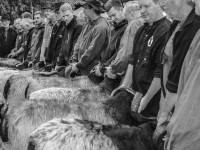 sheperds are presenting her sheeps at an auction in lower saxony in müden örtze, black-and-white