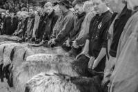 sheperds are presenting her sheeps at an auction in lower saxony in müden örtze, black-and-white