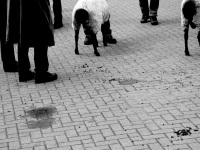 sheeps droppings are laying on the floor between legs of sheeps and legs of shepherds, black-and-white