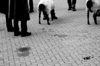 sheeps droppings are laying on the floor between legs of sheeps and legs of shepherds, black-and-white