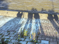 some long shadows of people who standing at the shore of the elbe in hamburg