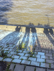 some long shadows of people who standing at the shore of the elbe in hamburg
