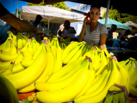 a woman is telephoning behind a lot of yellow bananas on the market in aegio