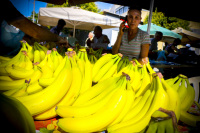 a woman is telephoning behind a lot of yellow bananas on the market in aegio