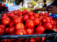 big fresh red tomatoes are offered at the market in aegio