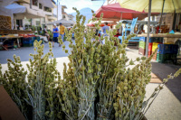 on the market in aegio are bunches of mountain tea for sale