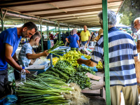 father and son are selling spring onions on the market in rhodes city