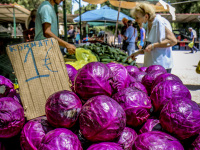 big glossy purple red cabbage heads are offering for one euro at the market in rhodes city