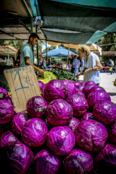 big glossy purple red cabbage heads are offering for one euro at the market in rhodes city