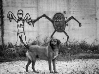 in diakopto a dog is standing in front of a wall where a graffiti shows two comicfigures, black-and-white