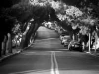cars are parking under pines before a curve on a street in monte smith on rhodes, black-and-white