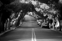 cars are parking under pines before a curve on a street in monte smith on rhodes, black-and-white