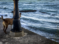 at the beach promenade in diakopto a dog is standing behind a street lamp and looks up at it