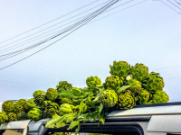 on a car roof are laying many green artichokes at the market in aegio