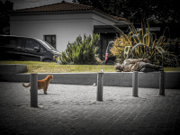 at the thiseio holding station a cat is looking on a homeless man who is sleeping