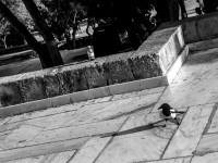 a magpie look at her own shadow in front of the herodes atticus theatre in athens, black-and-white