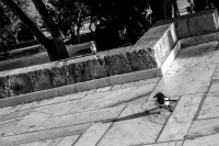 a magpie look at her own shadow in front of the herodes atticus theatre in athens, black-and-white