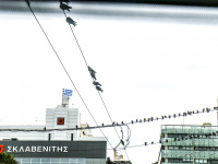 pigeons are sitting on power cables in piraeus