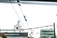 pigeons are sitting on power cables in piraeus