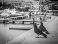 two pigeons are sitting on a wall at the harbor pasalimani in piraeus and watch the szene, black-and-white