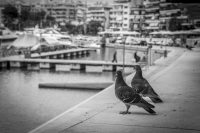 two pigeons are sitting on a wall at the harbor pasalimani in piraeus and watch the szene, black-and-white