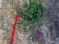 stilllife with a green plant, a red graffiti and a pink blossom on a stony floor in rhodes old town