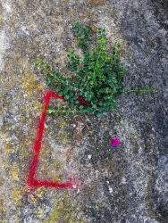 stilllife with a green plant, a red graffiti and a pink blossom on a stony floor in rhodes old town