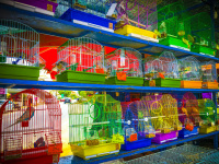 birds are for sale in colorful birdcages at the funfair in kremasti on rhodes