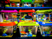 in colorful boxes goldfishes are for sale on a funfair in kremasti on rhodes