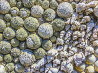 an artistic mosaic of shellfish and sea urchin close up in the old town of rhodes
