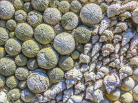 an artistic mosaic of shellfish and sea urchin close up in the old town of rhodes